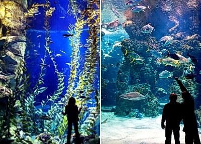 Antalya Akvaryum Turu